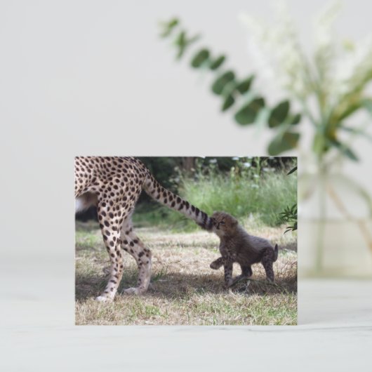 Carte Postale Cheetah (Debout devant)