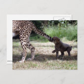 Carte Postale Cheetah (Devant / Derrière)