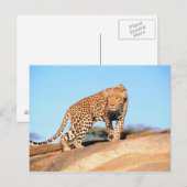 Carte Postale Cheetah (Devant / Derrière)