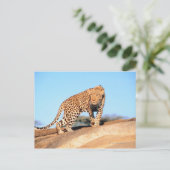 Carte Postale Cheetah (Debout devant)