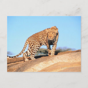 Carte Postale Cheetah
