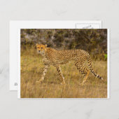 Carte postale Cheetah (Devant / Derrière)