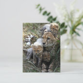 Carte Postale Cheetah (Debout devant)