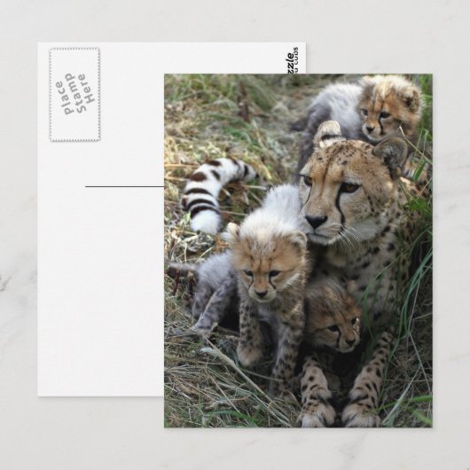 Carte Postale Cheetah (Devant / Derrière)