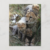Carte Postale Cheetah (Devant)