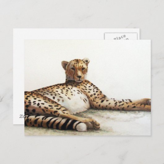 Carte Postale Cheetah (Devant / Derrière)