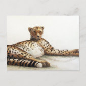 Carte Postale Cheetah (Devant)