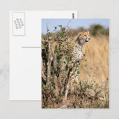 Carte Postale Cheetah (Devant / Derrière)