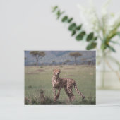 Carte Postale Cheetah (Debout devant)