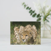 Carte Postale Cheetah (Debout devant)