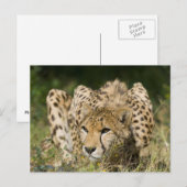 Carte Postale Cheetah (Devant / Derrière)