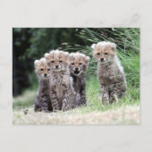 Carte Postale Cheetah (Devant)