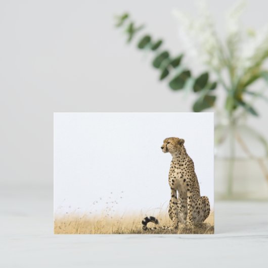 Carte Postale Cheetah (Debout devant)