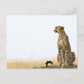 Carte Postale Cheetah (Devant)