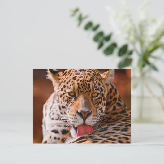 Carte Postale Cheetah (Debout devant)