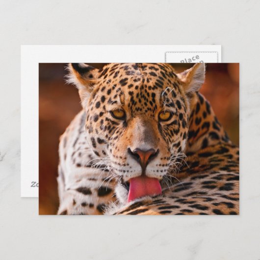 Carte Postale Cheetah (Devant / Derrière)