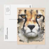Carte Postale Cheetah (Devant / Derrière)