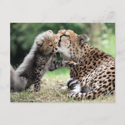 Carte Postale Cheetah (Devant)