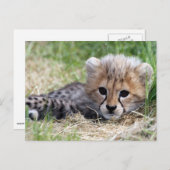 Carte Postale Cheetah (Devant / Derrière)