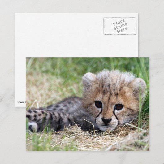 Carte Postale Cheetah (Devant / Derrière)
