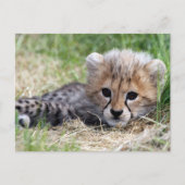 Carte Postale Cheetah (Devant)