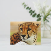 Carte Postale Cheetah (Debout devant)