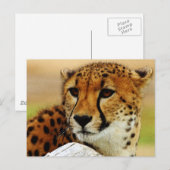 Carte Postale Cheetah (Devant / Derrière)