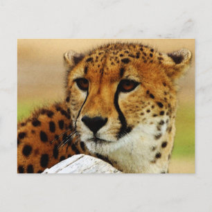 Carte Postale Cheetah