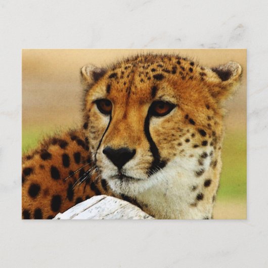 Carte Postale Cheetah (Devant)