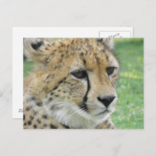 Carte Postale Cheetah (Devant / Derrière)