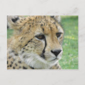 Carte Postale Cheetah (Devant)