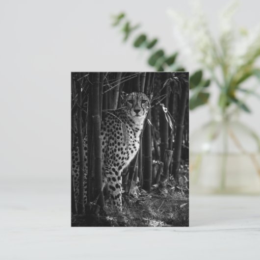 Carte postale Cheetah (Debout devant)