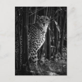Carte postale Cheetah (Devant)