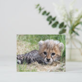 Carte Postale Cheetah (Debout devant)