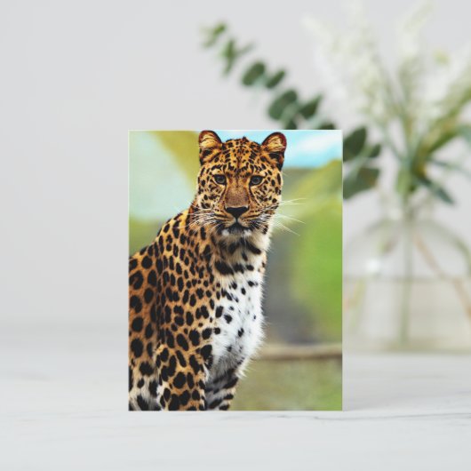 Carte Postale Cheetah (Debout devant)