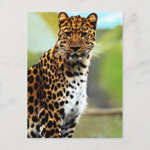 Carte Postale Cheetah