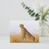 Carte Postale Cheetah (Debout devant)