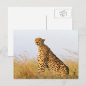 Carte Postale Cheetah (Devant / Derrière)