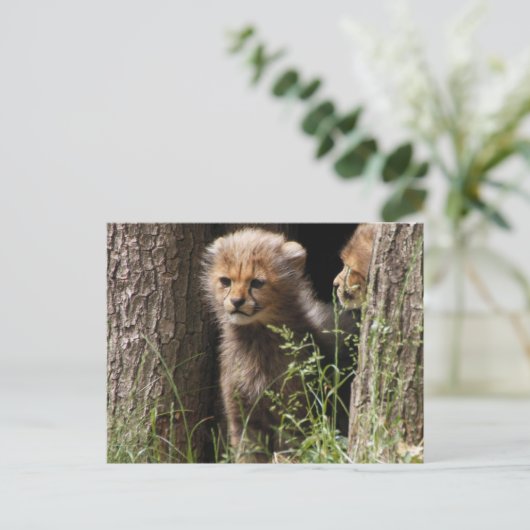 Carte Postale Cheetah 005 (Debout devant)