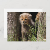 Carte Postale Cheetah 005 (Devant / Derrière)