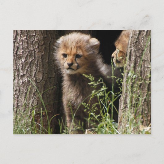 Carte Postale Cheetah 005 (Devant)
