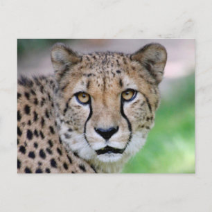 Carte Postale Cheetah 009