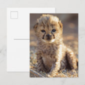 Carte Postale Cheetah 19 jours bébé mâle (Devant / Derrière)