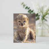 Carte Postale Cheetah 19 jours bébé mâle (Debout devant)
