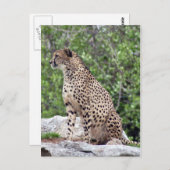 Carte postale Cheetah 4x6 (Devant / Derrière)