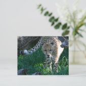 Carte Postale Cheetah à la chasse (Debout devant)