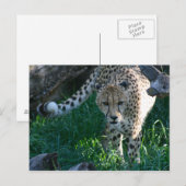 Carte Postale Cheetah à la chasse (Devant / Derrière)