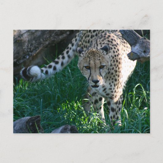 Carte Postale Cheetah à la chasse (Devant)