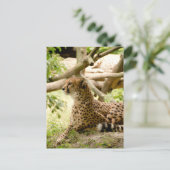 Carte Postale Cheetah A L'Air Loin (Debout devant)