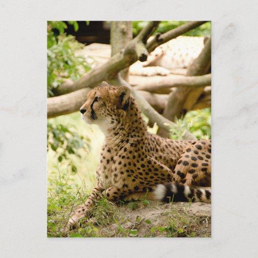 Carte Postale Cheetah A L'Air Loin (Devant)